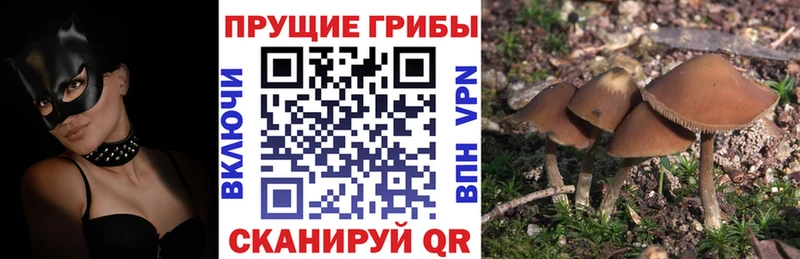 закладка  Богородицк  omg   Псилоцибиновые грибы GOLDEN TEACHER 